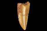 Bargain, Raptor Tooth - Real Dinosaur Tooth #178472-1